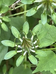 Hibiscus surattensis