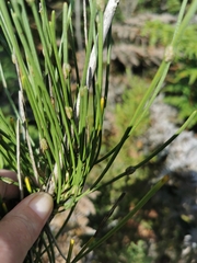 Anginon difforme