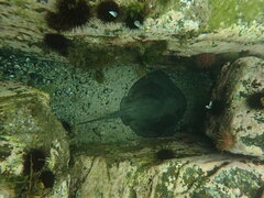 Trygonoptera imitata