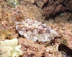 Dendrodoris tuberculosa