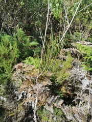 Anginon difforme