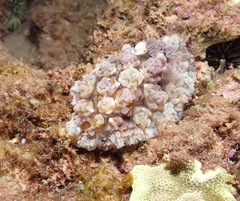 Dendrodoris tuberculosa