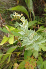 Artemisia koidzumii