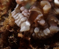 Dendrodoris tuberculosa