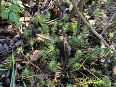 Petrosedum