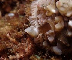 Dendrodoris tuberculosa