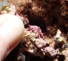 Heterocentrotus mamillatus