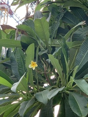 Plumeria