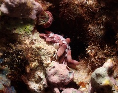 Heterocentrotus mamillatus