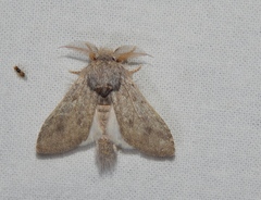 Desmeocraera basalis