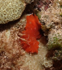 Phrikoceros