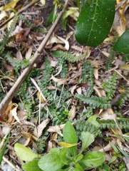 Blechnum penna-marina