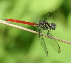 Lathrecista asiatica