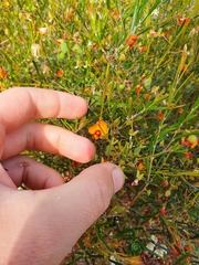 Euchilopsis linearis