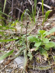 Blechnum penna-marina