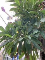 Plumeria