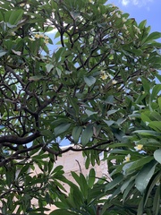 Plumeria