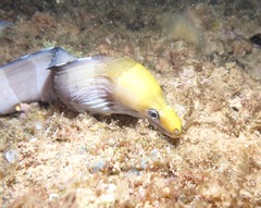 Gymnothorax rueppelliae