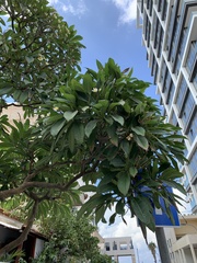 Plumeria