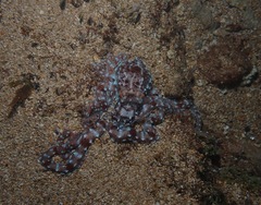Callistoctopus ornatus