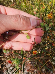 Euchilopsis linearis