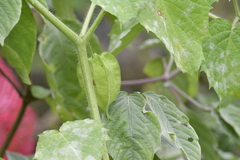 Physalis minima