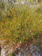 Euchilopsis linearis