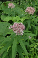 Eupatorium glehnii