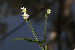 Persicaria strigosa