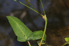 Persicaria strigosa