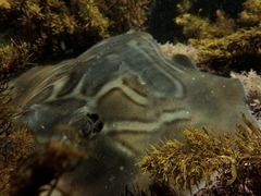 Trygonorrhina dumerilii