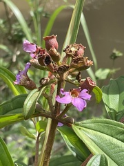 Melastoma