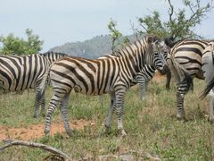 Equus quagga