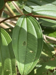 Melastoma