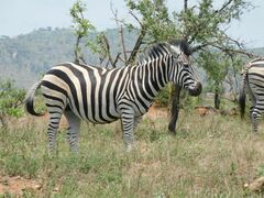 Equus quagga
