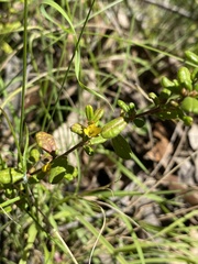 Hibbertia aspera