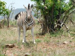 Equus quagga