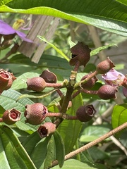Melastoma