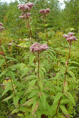 Eupatorium glehnii