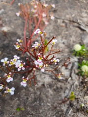 Stylidium utricularioides