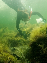 Trygonorrhina dumerilii