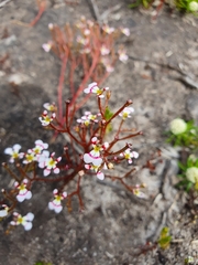 Stylidium utricularioides