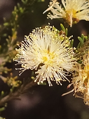 Melaleuca systena