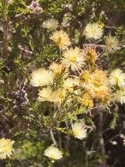 Melaleuca systena