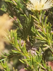 Melaleuca systena