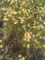 Melaleuca systena