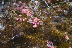 Oxalis commutata