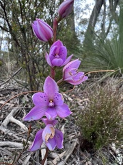 Thelymitra ixioides