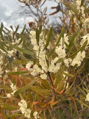 Hakea dactyloides