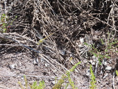 Paragomphus cognatus